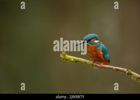 Eurasischer Eisfischer, gewöhnlicher Eisfischer wissenschaftlicher Name Alcedo atthis auf einem moosigen Zweig Stockfoto