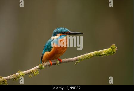 Eurasischer Eisfischer, gewöhnlicher Eisfischer wissenschaftlicher Name Alcedo atthis auf einem moosigen Zweig Stockfoto