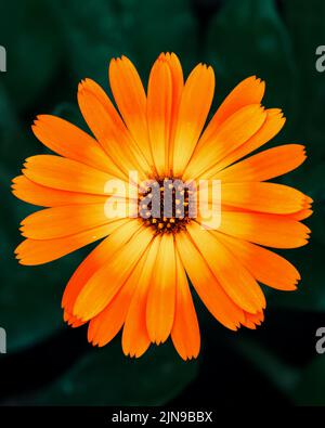 Nahaufnahme einer leuchtend orangefarbenen Ringelblume Stockfoto