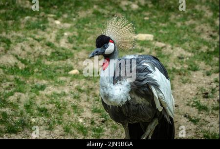 Ein grauer Kranich im Zoo in Frankreich Stockfoto