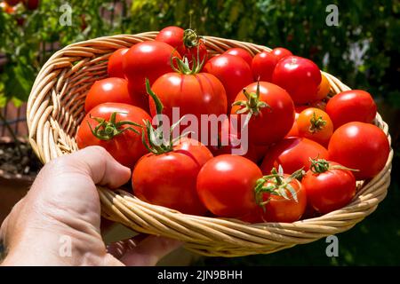 Bringen Sie die Ernte Tomatenpflanze zu Hause Stockfoto