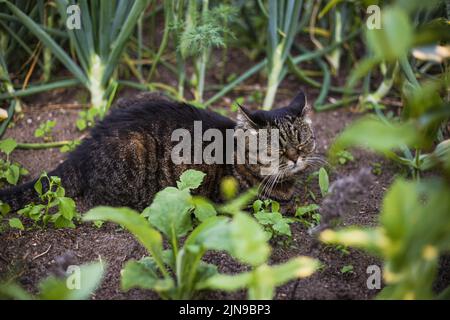 Eine dunkle Katze schläft an einem Sommertag in einem grünen Garten Stockfoto