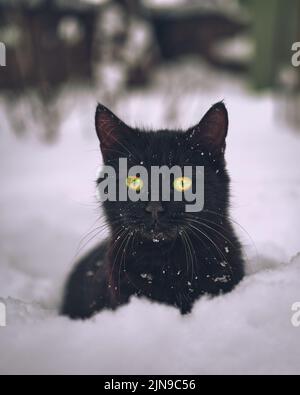 Schwarze Katze mit gelb-grünen Augen sitzt im frischen Schnee Stockfoto