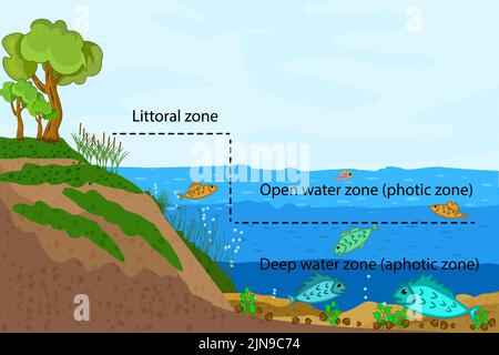 See-Ökosystem.Zonation in See Wasser Infografik.Süßwasserteich Zonen Diagramm.See-Ökosysteme Aufteilung in Litoral, Stift Wasser und tiefen Wasserzonen Stock Vektor