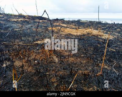 Waldbrand, verbrannte, verkohlte Vegetation. Wirkung der Hitzewelle. Globale Erwärmung, Brände, hohe Tempera Stockfoto