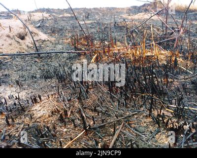 Waldbrand, verbrannte, verkohlte Vegetation. Wirkung der Hitzewelle. Globale Erwärmung, Brände, hohe Tempera Stockfoto