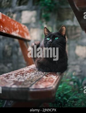 Schwarze Katze mit grünen Augen sitzt auf einer verwitterten Holzbank Stockfoto
