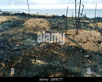 Waldbrand, verbrannte, verkohlte Vegetation. Wirkung der Hitzewelle. Globale Erwärmung, Brände, hohe Tempera Stockfoto