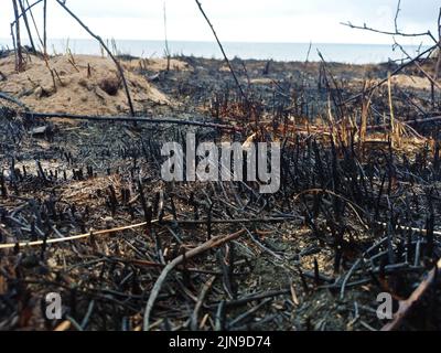 Waldbrand, verbrannte, verkohlte Vegetation. Wirkung der Hitzewelle. Globale Erwärmung, Brände, hohe Tempera Stockfoto