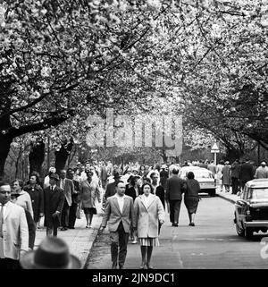 Original-Bildunterschrift: Die Berliner strömten zur Baumblüte - Wenn auch das Wetter zu wünschen übrig, schließen sich die naturfreudigen Berliner 'ihre' Baumblüte in Britz nich tentgehen und strömten in Scharen, Berlin, Deutschland 1961. Stockfoto