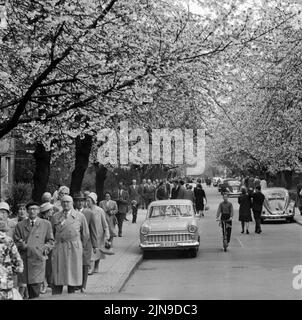 Original-Bildunterschrift: Die Berliner strömten zur Baumblüte - Wenn auch das Wetter zu wünschen übrig, schließen sich die naturfreudigen Berliner 'ihre' Baumblüte in Britz nich tentgehen und strömten in Scharen, Berlin, Deutschland 1961. Stockfoto