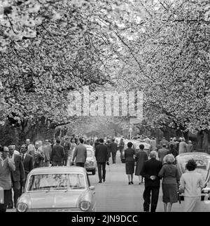 Original-Bildunterschrift: Die Berliner strömten zur Baumblüte - Wenn auch das Wetter zu wünschen übrig, schließen sich die naturfreudigen Berliner 'ihre' Baumblüte in Britz nich tentgehen und strömten in Scharen, Berlin, Deutschland 1961. Stockfoto