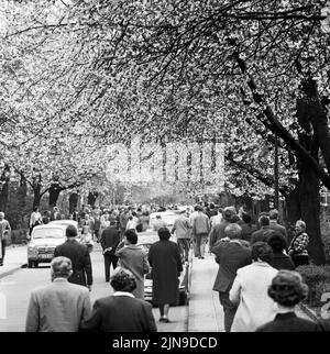 Original-Bildunterschrift: Die Berliner strömten zur Baumblüte - Wenn auch das Wetter zu wünschen übrig, schließen sich die naturfreudigen Berliner 'ihre' Baumblüte in Britz nich tentgehen und strömten in Scharen, Berlin, Deutschland 1961. Stockfoto