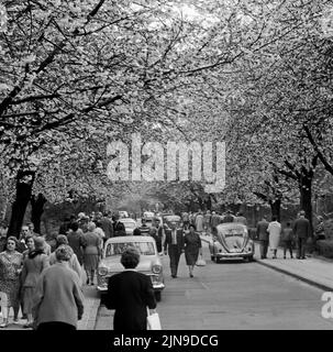 Original-Bildunterschrift: Die Berliner strömten zur Baumblüte - Wenn auch das Wetter zu wünschen übrig, schließen sich die naturfreudigen Berliner 'ihre' Baumblüte in Britz nich tentgehen und strömten in Scharen, Berlin, Deutschland 1961. Stockfoto