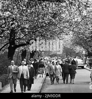 Original-Bildunterschrift: Die Berliner strömten zur Baumblüte - Wenn auch das Wetter zu wünschen übrig, schließen sich die naturfreudigen Berliner 'ihre' Baumblüte in Britz nich tentgehen und strömten in Scharen, Berlin, Deutschland 1961. Stockfoto