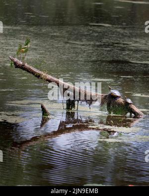 Schildkröten sonnen sich auf einem Log in the Swamp Stockfoto