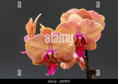 Nahaufnahme der orchis-Blumen auf dem schwarzen Hintergrund. Geringe Schärfentiefe. Stockfoto