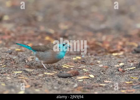 Blauer Wacholder, Uraeginthus angolensis, kleiner blauer Vogel in Sao Tome Stockfoto