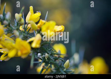 Makrobild der Gorse-Blume mit Wassertropfen auf der Blume Stockfoto
