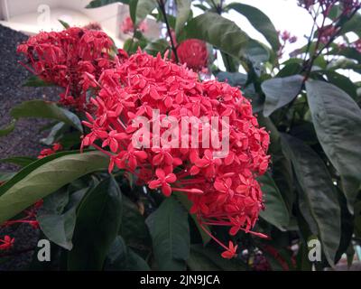 Die Ixora-Blume oder der westindische Jasmin produziert große Haufen winziger Blumen, die blühten Stockfoto