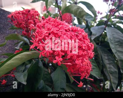 Die Ixora-Blume oder der westindische Jasmin produziert große Haufen winziger Blumen, die blühten Stockfoto