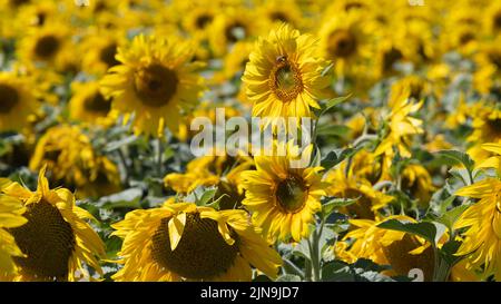 Dorset Sunflower Trail, Maiden Castle Farm, Dorchester, Dorset 9.. August 2022 Stockfoto