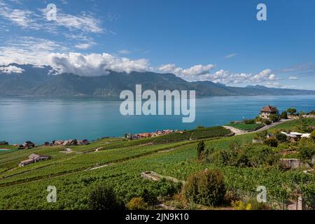 Vignoble en Terrasses du Lavaux et vue sur le lac Leman, patrimoine mondial de l'UNESCO, Kanton Waadt, Suisse Stockfoto