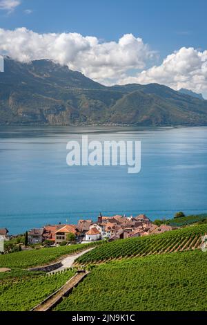 Vignoble en Terrasses du Lavaux et vue sur le lac Leman, patrimoine mondial de l'UNESCO, Kanton Waadt, Suisse Stockfoto