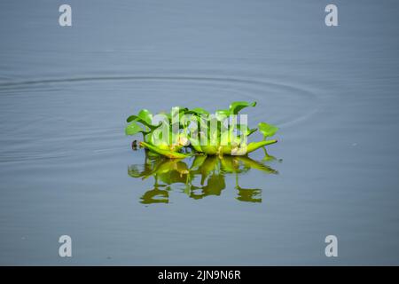 Eine Nahaufnahme der Hyazinthe des eyhorniya-Wassers (Eichornia crassipes) im Teich Stockfoto