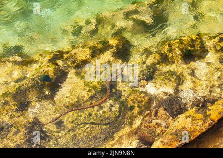 Eine Würfelschlange, die im Fluss schwimmend ist Stockfoto