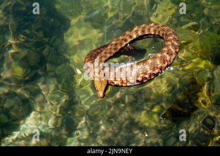 Eine Würfelschlange, die im Fluss schwimmt Stockfoto