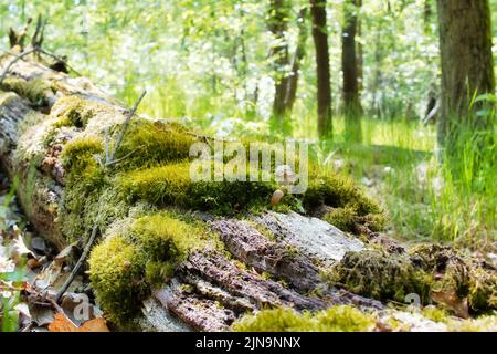 Ein alter gefallener Baum, der mit Moos bedeckt ist Stockfoto