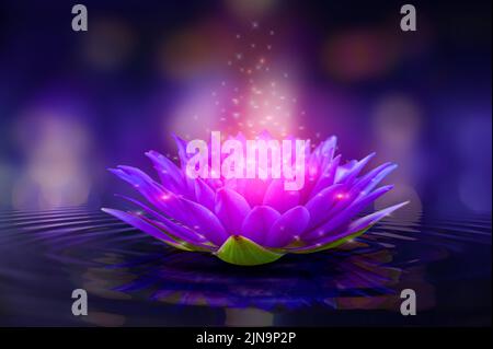 Lotus Pink Violett schwimmende Licht funkeln lila Hintergrund Stockfoto