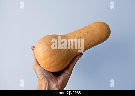 Butternut Kürbis auf der Hand in einem hellen Hintergrund Stockfoto