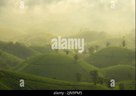 Sonnenaufgang auf Long Coc Tea Plantation, Überblick über Long Coc Green Tea Hill, Phu Tho, Vietnam Stockfoto