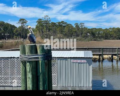 Brauner Pelikan (pelecanus occidentalis) sitzt auf einer Gruppe von Pilings und vor einem Schild, das lebende Köder zum Verkauf anwirbt. Konzepte könnten umfassen Stockfoto