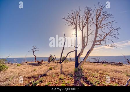 Tote Bäume in einem Wald östlich von Shoshone Point, der vor vielen Jahren durch einen Waldbrand am Grand Canyon Arizona verbrannt wurde. Stockfoto