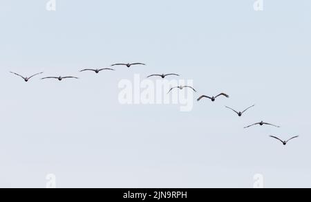 Gruppe von zehn braunen Pelikanen (pelecanus occidentalis), die in Formation auf die Kamera zufliegen. Stockfoto