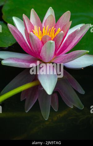 Nahaufnahme von Lilienwasser in einer Blüte und Teichgartenblatt, Giverny, Frankreich Stockfoto