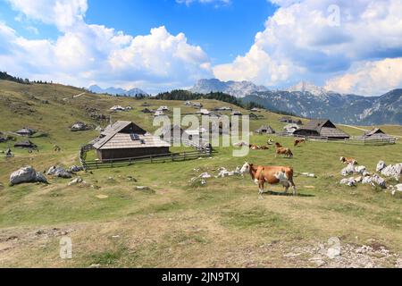 Herdsmens Hütten und Kühe auf dem Großen Bergplateau in Slowenien in den Steiner Savinja Alpen Stockfoto