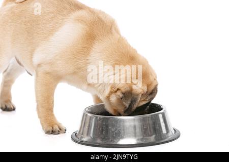 Studioaufnahme von reinrassigen Hund, Mops, Posen, Trinkwasser isoliert auf weißem Hintergrund. Nahaufnahme, Seitenansicht Stockfoto