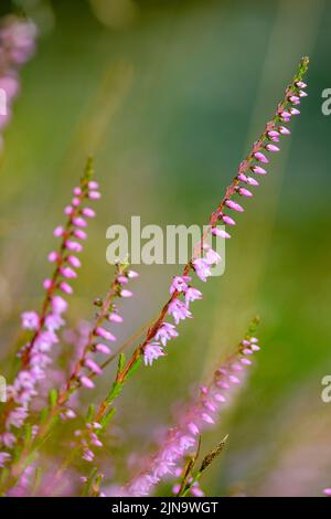 Heidekraut (Calluna vulgaris) aus Hidra im Südwesten Norwegens im August. Stockfoto