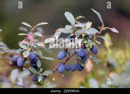 Moor-Heidelbeere (Vaccinium uliginosum) aus Hidra im Südwesten Norwegens im August. Stockfoto