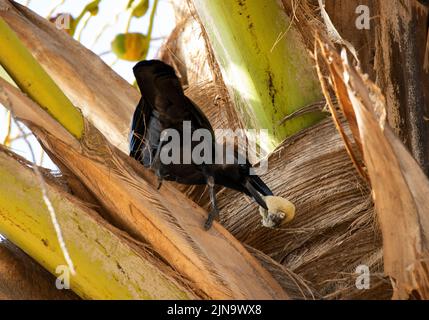 Ein Haus Krähe mit einer neu gebildeten Kokosnuss-Frucht. Wenn sie neu sind, sind sie weich und nahrhaft und Krähen sind intelligent genug, um zu wissen, wann sie bereit sind Stockfoto