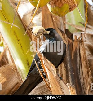 Ein Haus Krähe mit einer neu gebildeten Kokosnuss-Frucht. Wenn sie neu sind, sind sie weich und nahrhaft und Krähen sind intelligent genug, um zu wissen, wann sie bereit sind Stockfoto