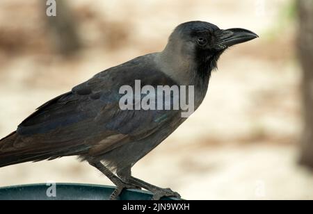 Eingeführt vom indischen Subkontinent The House Crow und gilt heute als Schädling an der ostafrikanischen Küste. Stockfoto