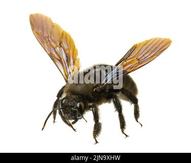 Insekten Europas - Bienen: Makro der männlichen violetten Zimmermannsbiene (Xylocopa violacea german Blauschwarze Holzbiene) isoliert auf weißem Hintergrund mit Spre Stockfoto