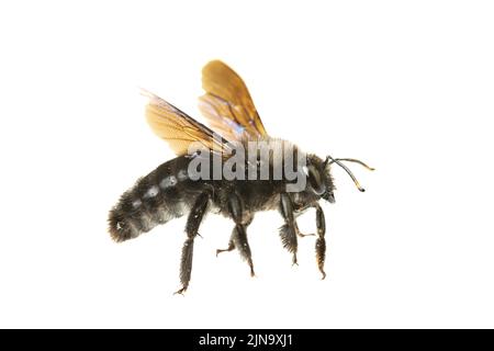 Insekten Europas - Bienen: Seitenansicht-Makro der männlichen violetten Zimmermannbiene (Xylocopa violacea german Blauschwarze Holzbiene) isoliert auf weißem Hintergrund Stockfoto