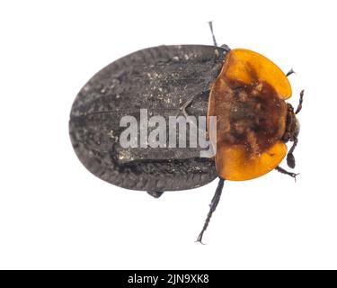 Insekten Europas - Käfer: Draufsicht Makro von Rotbrustkäfer ( Oiceoptoma thoracicum german Rothalsige Silphe ) isoliert auf weißem Rücken Stockfoto