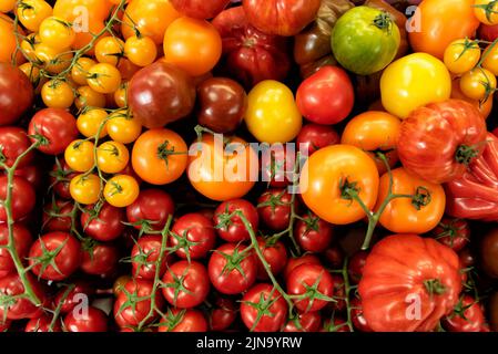 Auswahl an frischen Tomaten Stockfoto